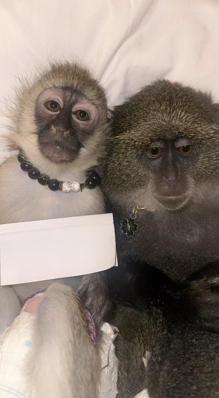 Double Monkey